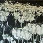 Tulipanes